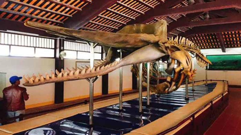 Vạn An Thạnh là nơi có trưng bày bộ xương cá voi khổng lồ