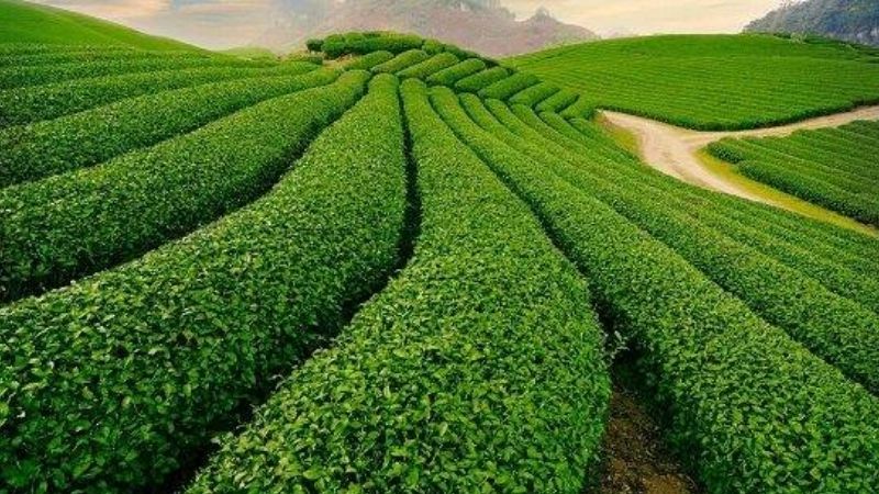 Đồi chè Mộc Châu