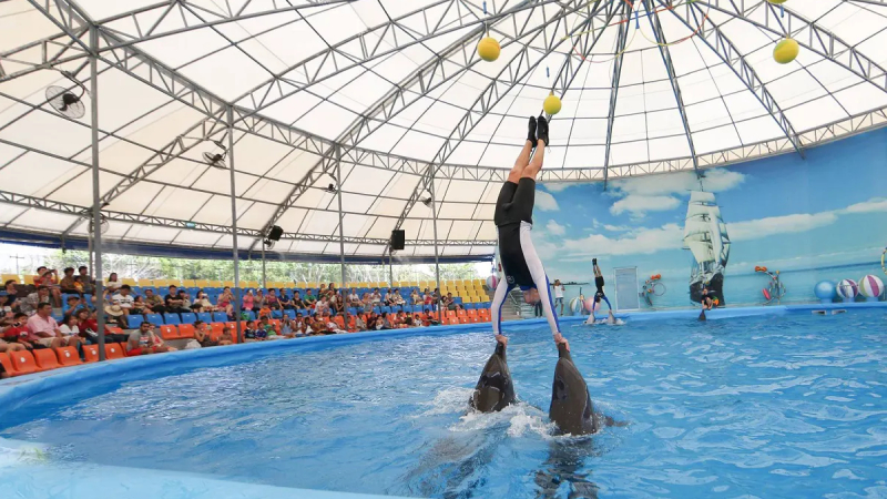 Dolphins Bay Show Phuket luôn thu hút sự chú ý của các bạn nhỏ tuổi