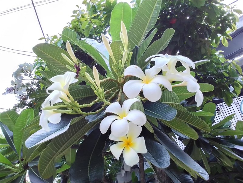 Ảnh chụp hoa trong điều kiện đủ sáng của Nokia C20. Ảnh chụp hoa trong điều kiện đủ sáng của Nokia C20.