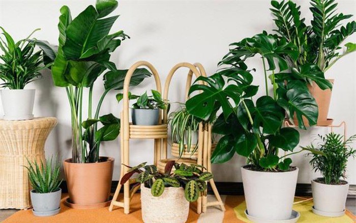 Plants that bring luck to homeowners