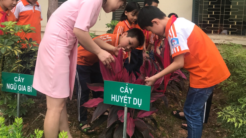 Cây Huyết dụ tương đối dễ trồng và dễ chăm sóc để sinh trưởng và phát triển tốt