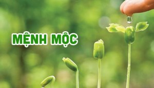 Gợi ý màu sơn theo phong thủy cho người mệnh mộc