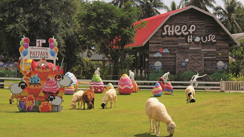 Pattaya Sheep farm – Nông trại nuôi cừu