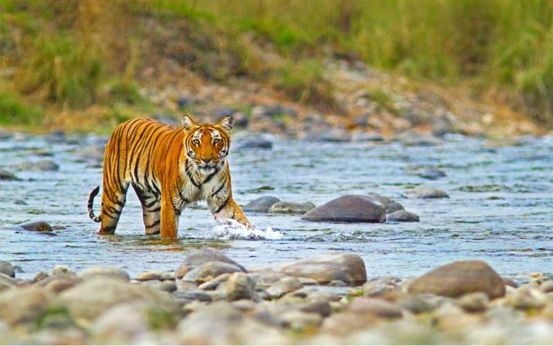 Công viên Jim Corbett National