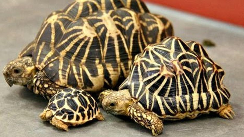 Cách nuôi rùa cạn
