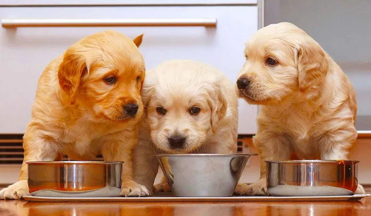 Bạn đã cho cún cưng của mình ăn đúng cách?