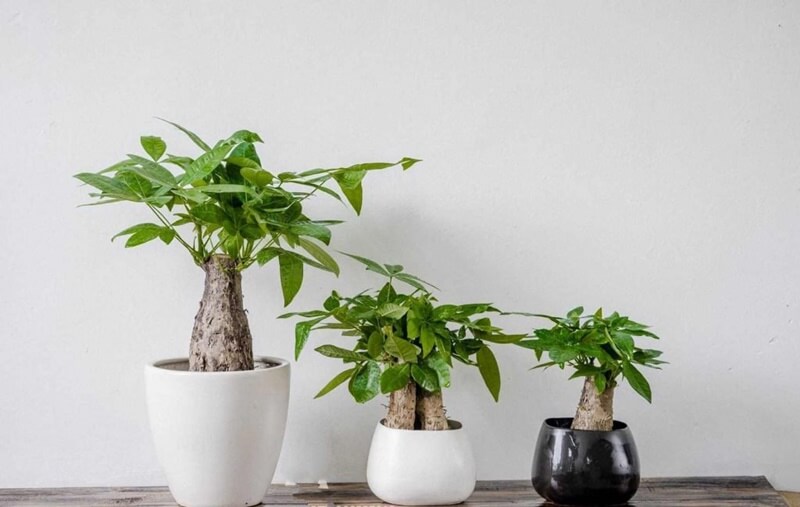 Feng shui plants are a very valuable gift when you give it to your customers