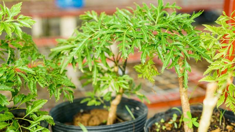Ý nghĩa và cách trồng cây đinh lăng trong phong thủy đem lại sức khỏe