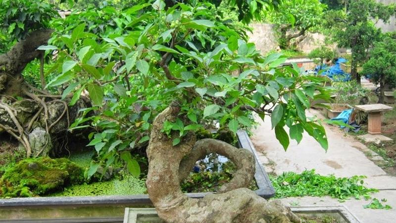 Ý nghĩa phong thuỷ cây sung bonsai