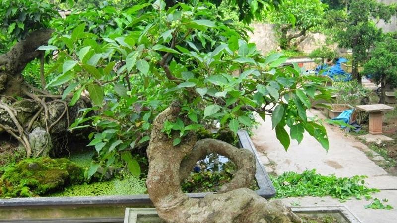 Cây sung bonsai: Ý nghĩa, hình ảnh, cách trồng, chăm sóc tại nhà