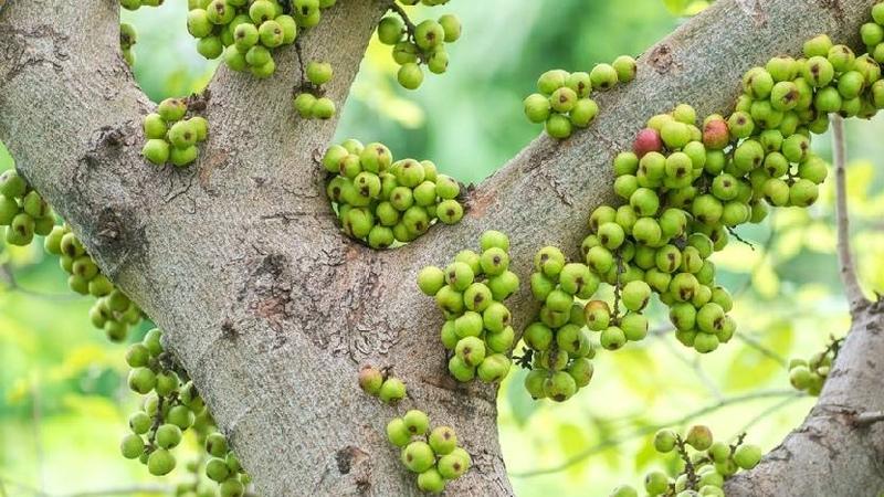 Cách chăm sóc cây sung bonsai