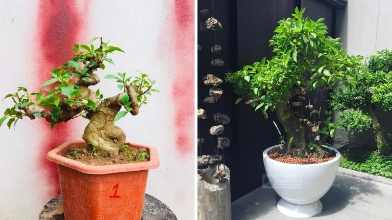 Cây sung bonsai: Ý nghĩa, hình ảnh, cách trồng, chăm sóc tại nhà