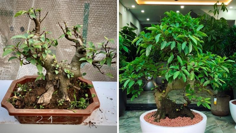 Cây sung bonsai kiểu dáng ấn tượng