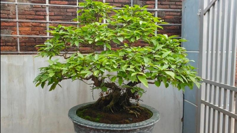 Cây sung bonsai xum xuê lá