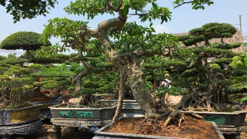 Cây sung bonsai cao lớn