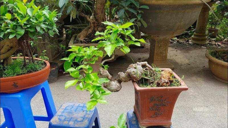 Cây sung bonsai: Ý nghĩa, hình ảnh, cách trồng, chăm sóc tại nhà