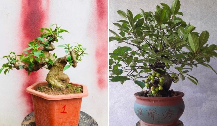 Cây sung bonsai: Ý nghĩa, hình ảnh, cách trồng, chăm sóc tại nhà