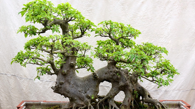 Cây sung bonsai: Ý nghĩa, hình ảnh, cách trồng, chăm sóc tại nhà