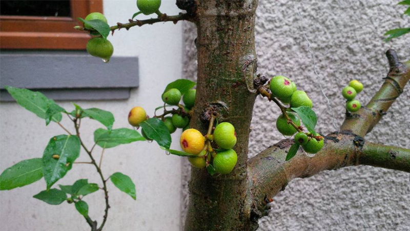 Cây sung bonsai: Ý nghĩa, hình ảnh, cách trồng, chăm sóc tại nhà