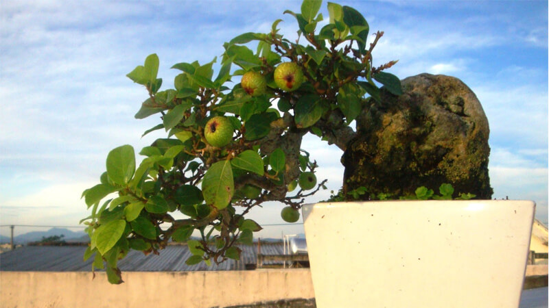Nguồn gốc, ý nghĩa cây sung bonsai