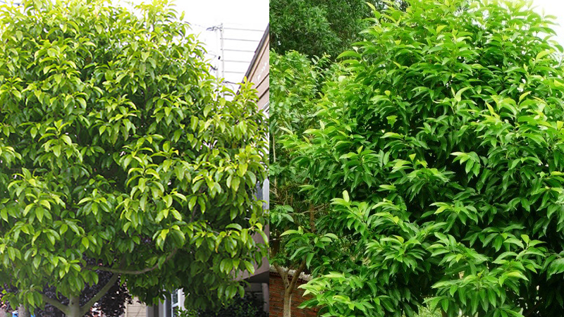 Có nên trồng cây ngọc lan phong thủy trước nhà không?