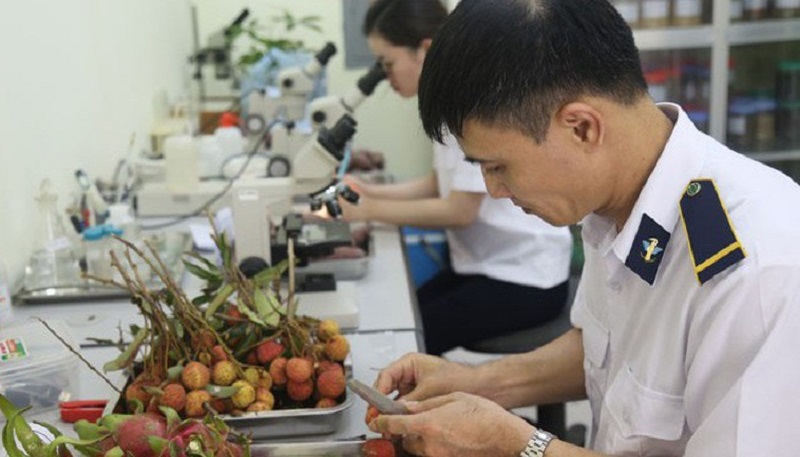 Cục Kiểm dịch thực vật kiểm tra hàng hóa trước khi đưa vào thị trường Việt Nam