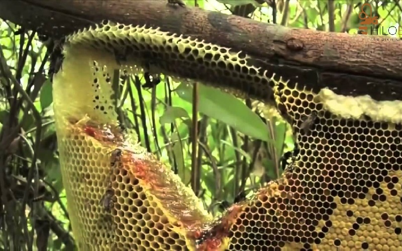 Mật ong rừng nguyên chất tự nhiên 100%