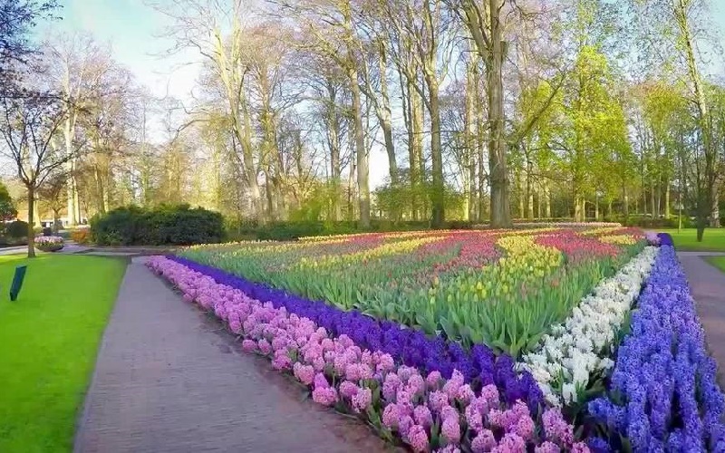 Vườn hoa tulip đẹp như tranh vẽ