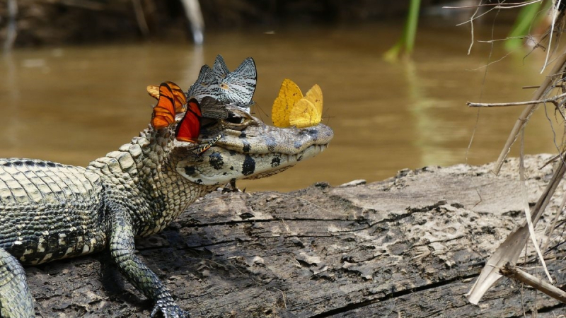 Đến với Bầu Sấu, bạn sẽ được tận mắt chiêm ngưỡng những con cá sấu hoang dã