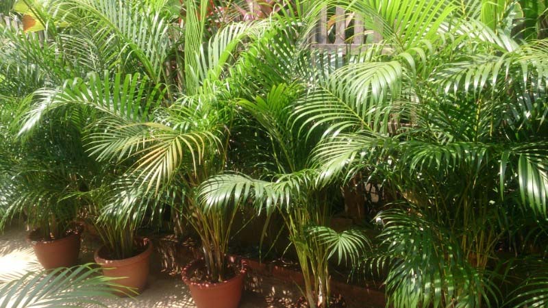 Ý nghĩa và cách trồng cây dừa cảnh phong thủy