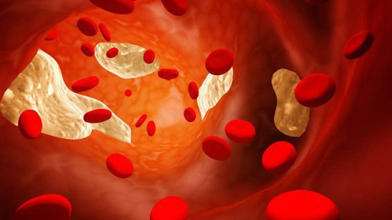 Cà đắng giúp giảm cholesterol trong máu