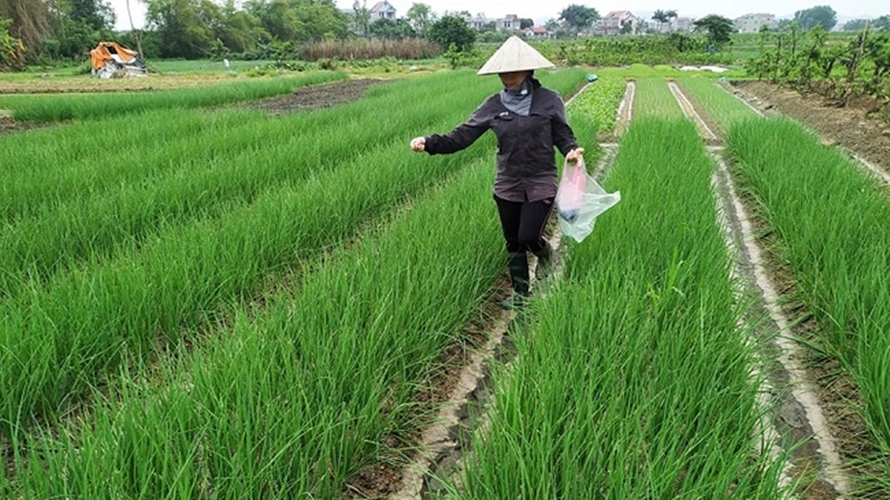 Cách trồng và chăm sóc hành hoa