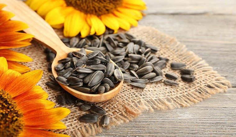 100g hạt hướng dương bao nhiêu calo? Ăn hạt hướng dương có béo không?