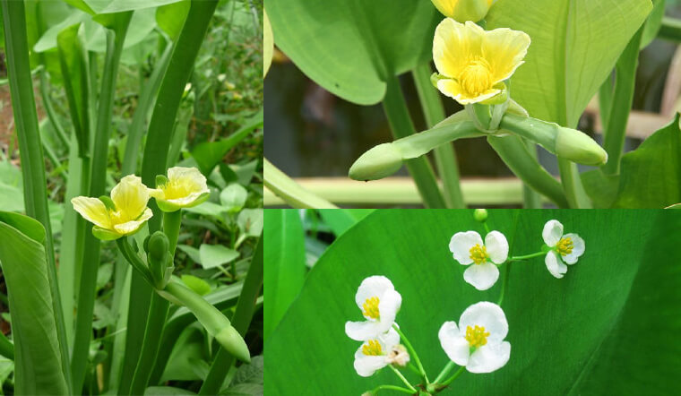 Kèo nèo (Cù nèo) là gì? Công dụng của cây kèo nèo (cù nèo)?