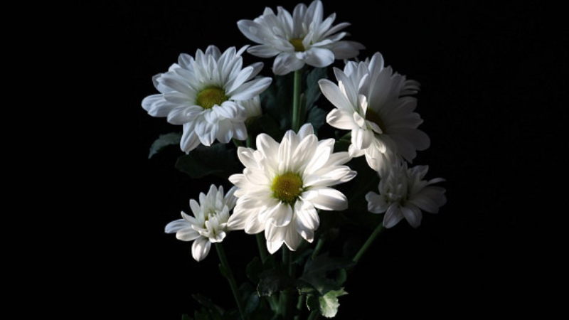 Sự tích và ý nghĩa đặc biệt của hoa cúc trắng