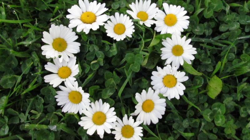 Sự tích và ý nghĩa đặc biệt của hoa cúc trắng