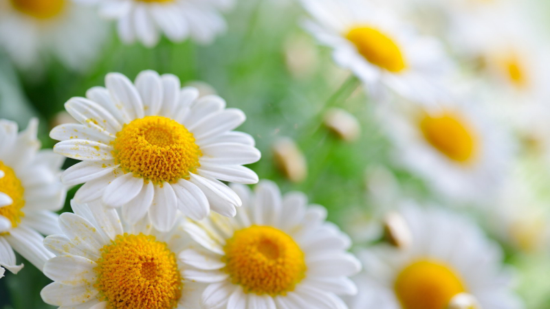 Hình ảnh miễn phí: Hoa cúc, hoa trắng, cỏ, động vật hoang dã, đồng cỏ, hoa  dại, chi tiết, màu xanh vàng, ký-đóng, thảo mộc