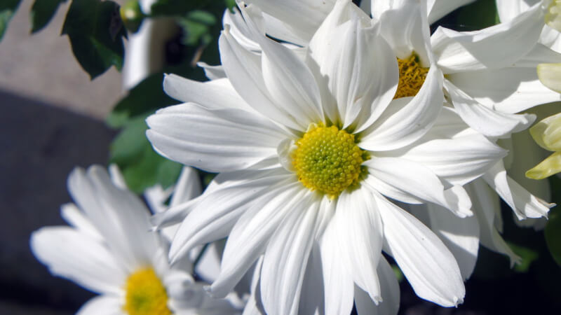 Hoa cúc trắng đã được trồng từ xa xưa