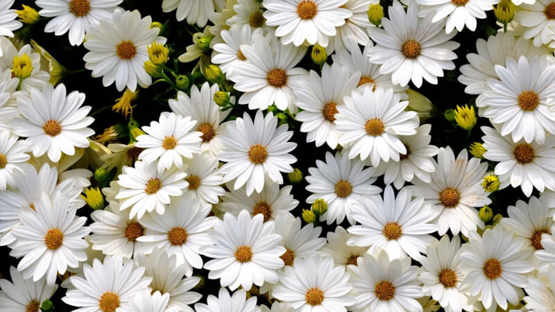 Top 100+ Hình nền hoa cúc trắng, họa mi, vàng, trắng nền đen đẹp nhất, độc  nhất, chất nhất hiện nay 2021 30 | Kır çiçekleri, Papatyalar, Doğa