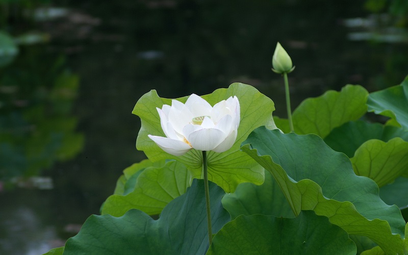Ý nghĩa, cách trồng sen trắng hiệu quả và hướng dẫn cách cắm hoa sen trắng đẹp
