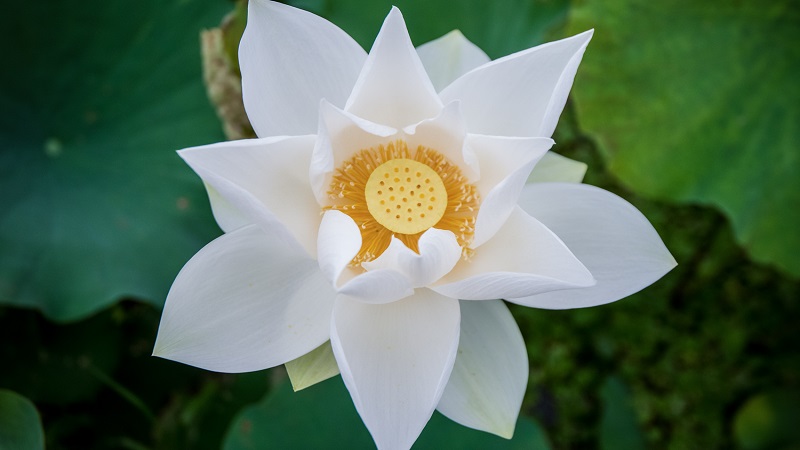 Hoa sen trắng tượng trưng cho sự chung thủy, thanh cao, trang trọng và cả sự tôn nghiêm
