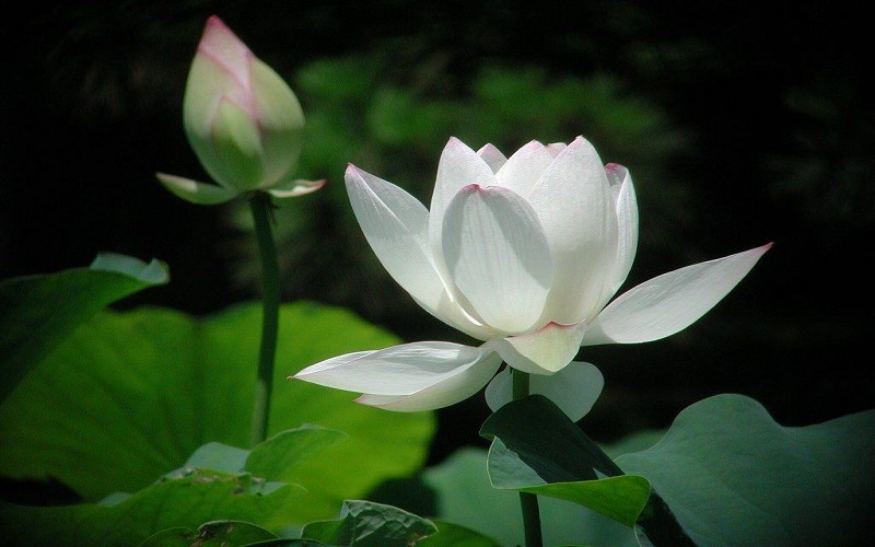 Thư giãn tặng hoa sen trắng là một cách thể hiện sự tri ân đến những người thân yêu và bạn bè trong năm