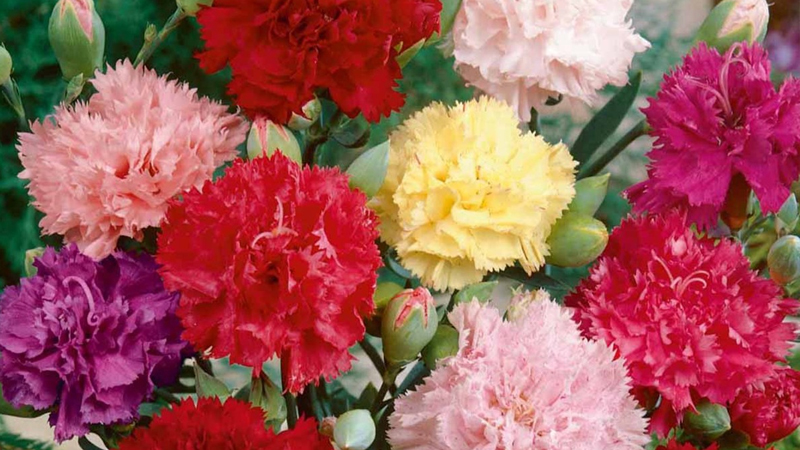 Với sắc đỏ rực rỡ, hoa cẩm chướng tượng trưng cho tình yêu mãnh liệt. Hãy ngắm nhìn chúng, cảm nhận sống động và đầy màu sắc.