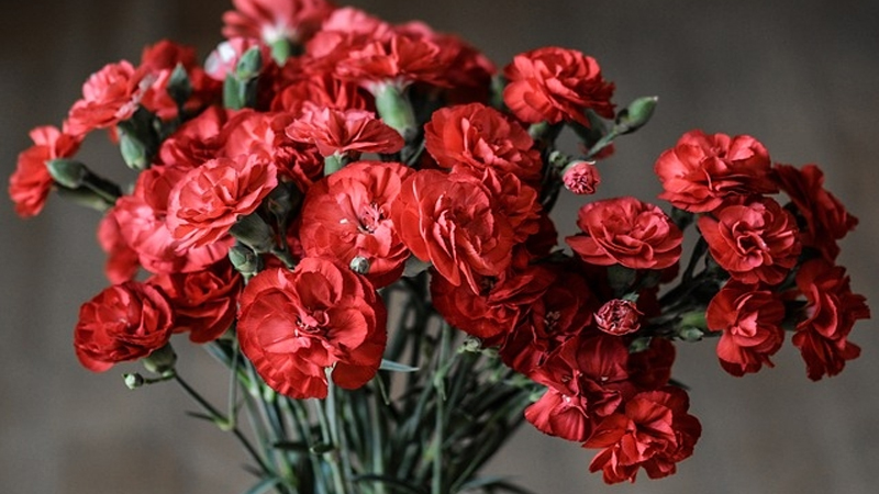 Hoa cẩm chướng đỏ thẫm