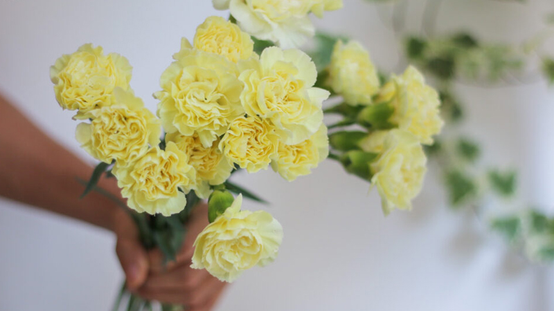 Hoa cẩm chướng vàng