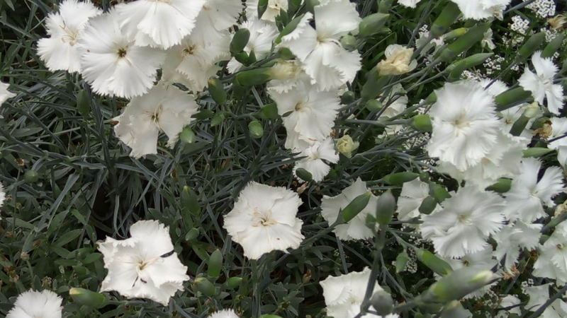 Hoa cẩm chướng trắng tinh khôi