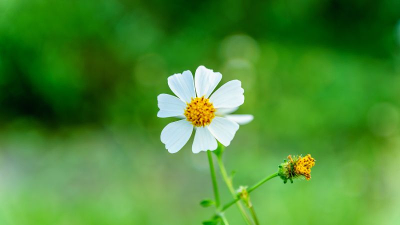 Bạn biết gì về ý nghĩa và công dụng của Hoa Xuyến Chi? Nó không chỉ là một loài hoa đẹp mà còn mang trong mình nhiều giá trị ý nghĩa. Hãy xem những hình nền liên quan đến Hoa Xuyến Chi để khám phá thêm về nó nhé.
