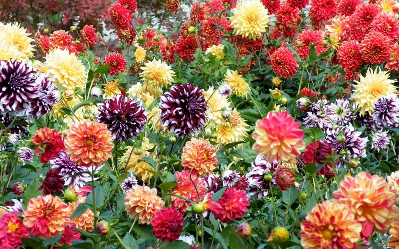 Khu vườn thược dược đầy sắc hoa rực rỡ, đón chào ngày mới