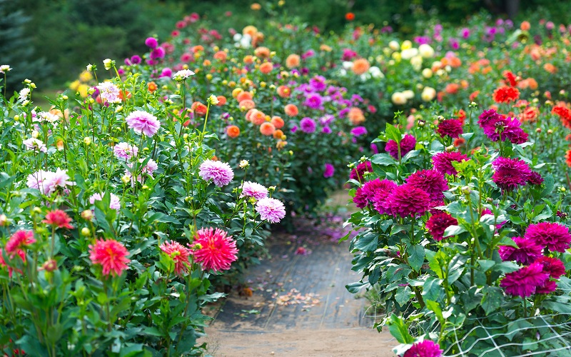 Một khu vườn đầy đủ các giống hoa thược dược thích biết chừng nào.